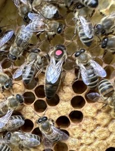 Bienen und Bienenkönigin