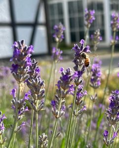 Lavendel mit Biene