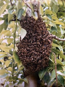 Bienenschwarm