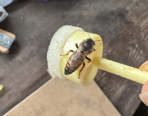 eine junge Bienenkönigin